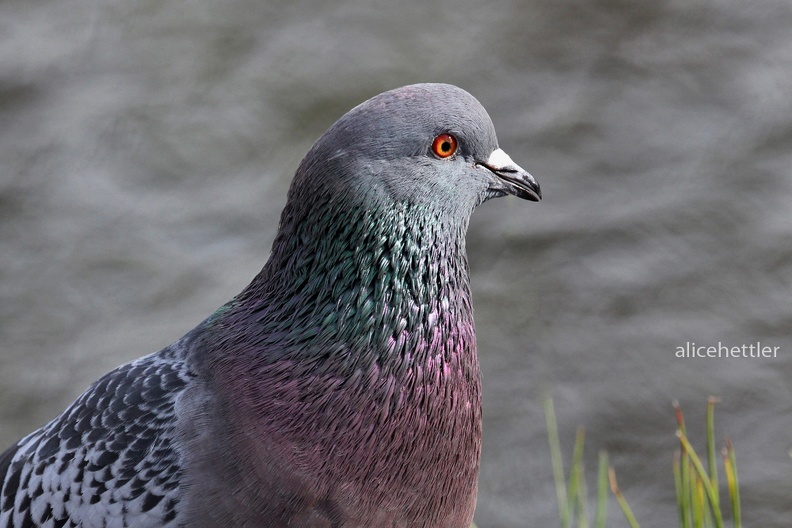 Stadttaube (Columba livia f. domestica)